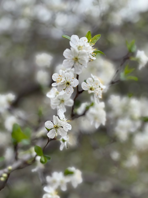 Plum tree blossoms